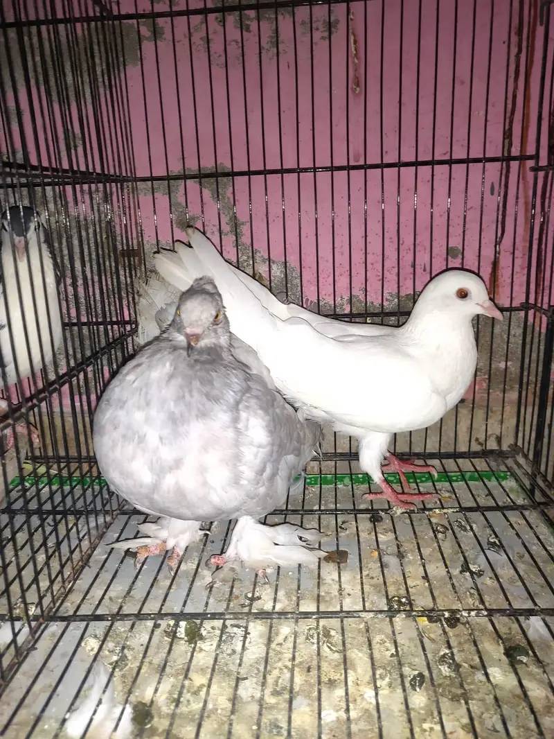 Healthy and active Pigeon  (Kabutar) For sale — photo 3