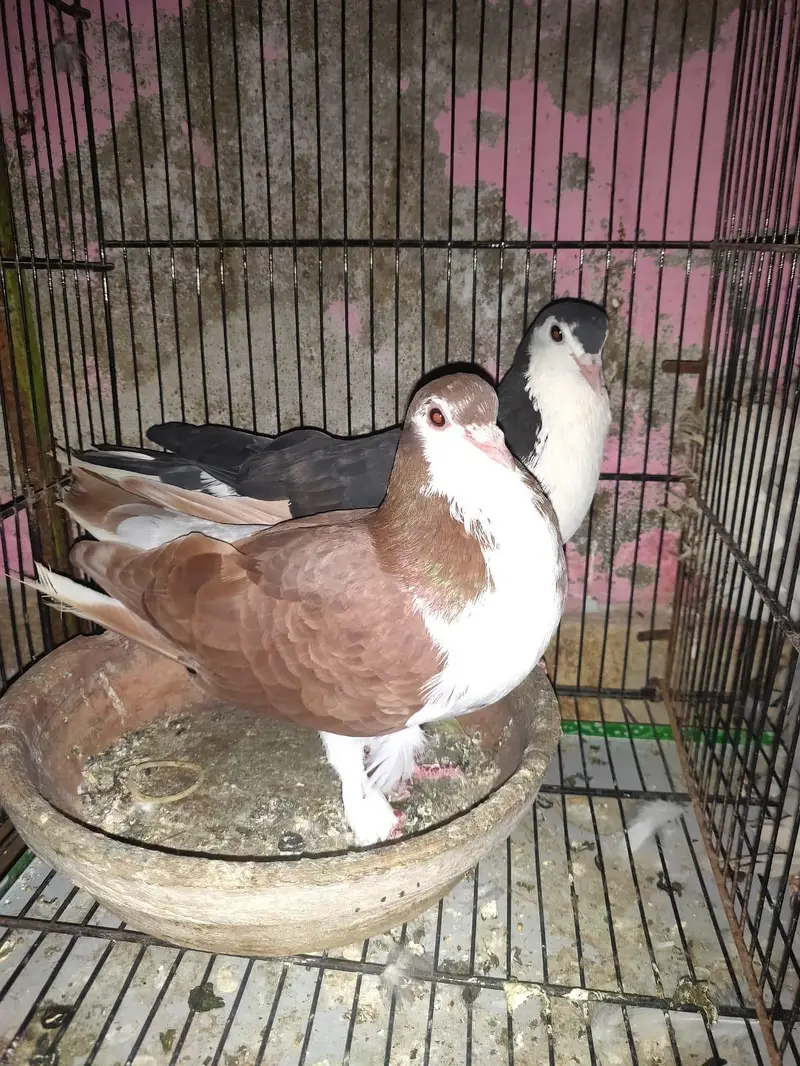 Healthy and active Pigeon  (Kabutar) For sale — photo 4