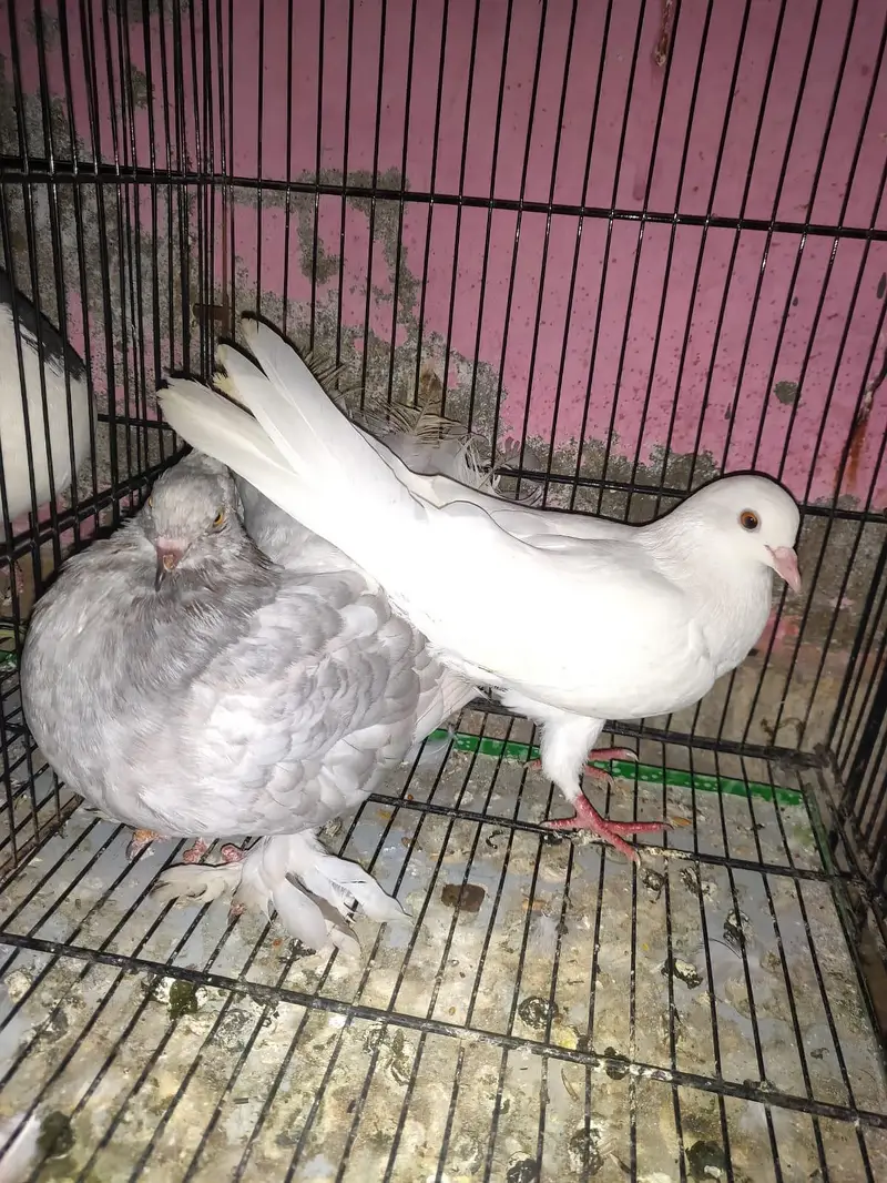 Healthy and active Pigeon  (Kabutar) For sale — photo 5