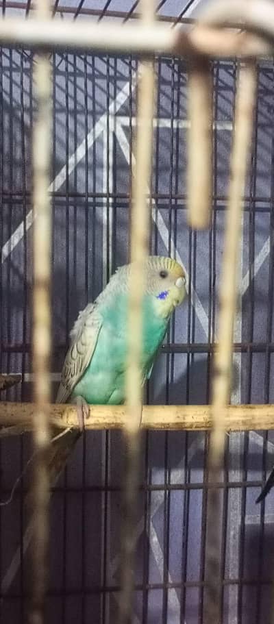 2 adult females available for sale final price 850