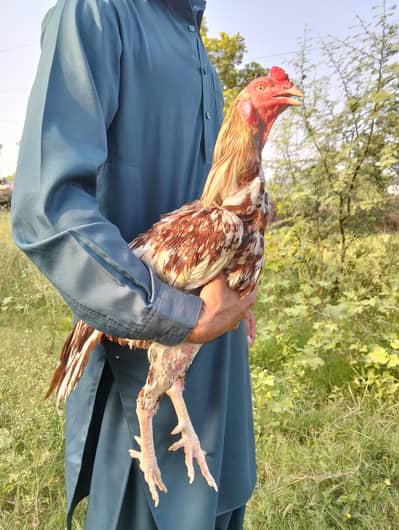 lasani Madi  or murga available