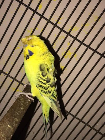 Lemon TCB trufted with hogo wings breeder Male