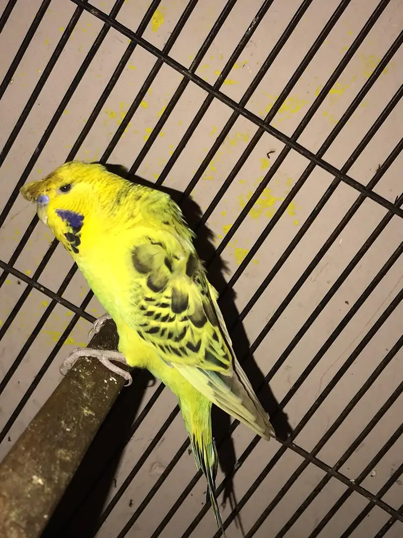 Lemon TCB trufted with hogo wings breeder Male — photo 3