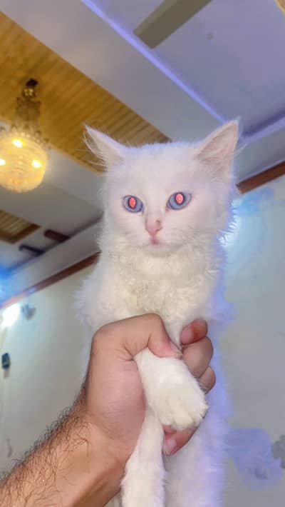 Persian dubble cotted pure white