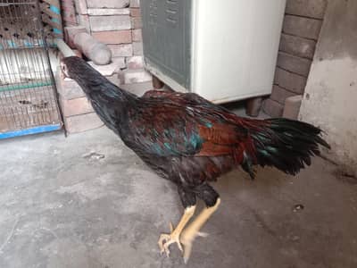 aseel murga for sale