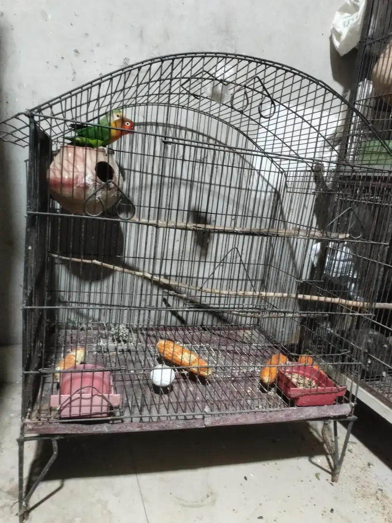 rosi coli x fishar ujent sale 03143119903 — photo 4