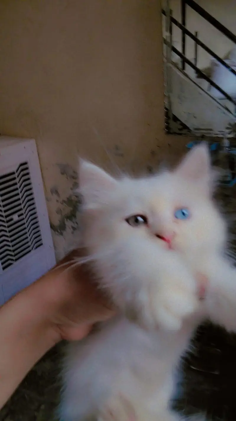 Persian Punch Face Cat Baby's For Sale 0305.4364606 — photo 4