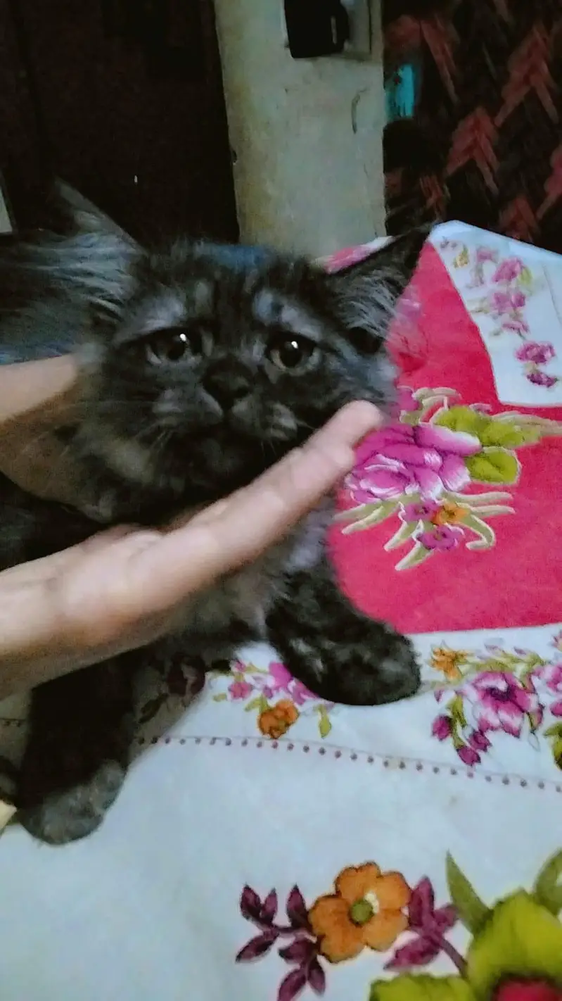 Persian Punch Face Cat Baby's For Sale 0305.4364606 — photo 5