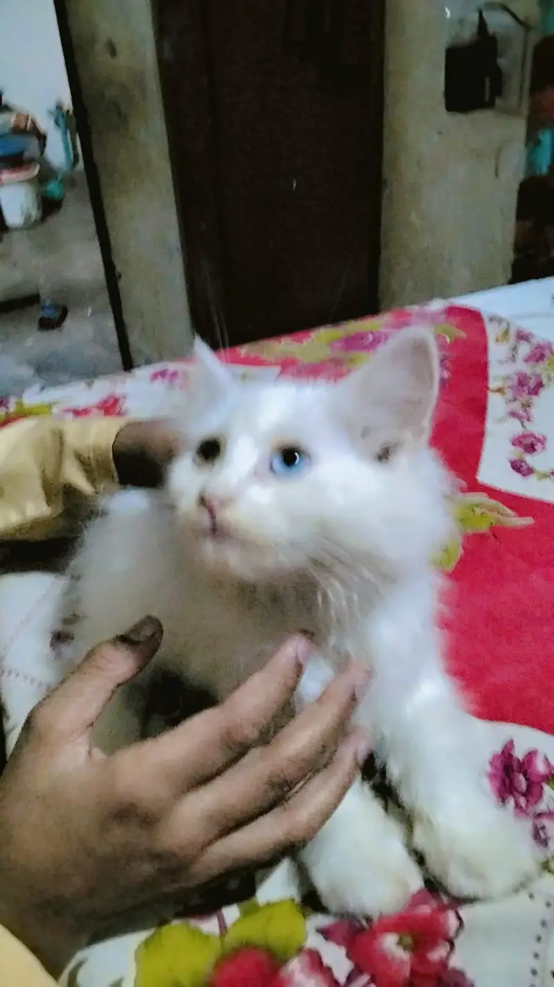 Persian Punch Face Cat Baby's For Sale 0305.4364606 — photo 6