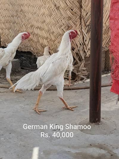 German King Size Shamoo & Paper White Heera