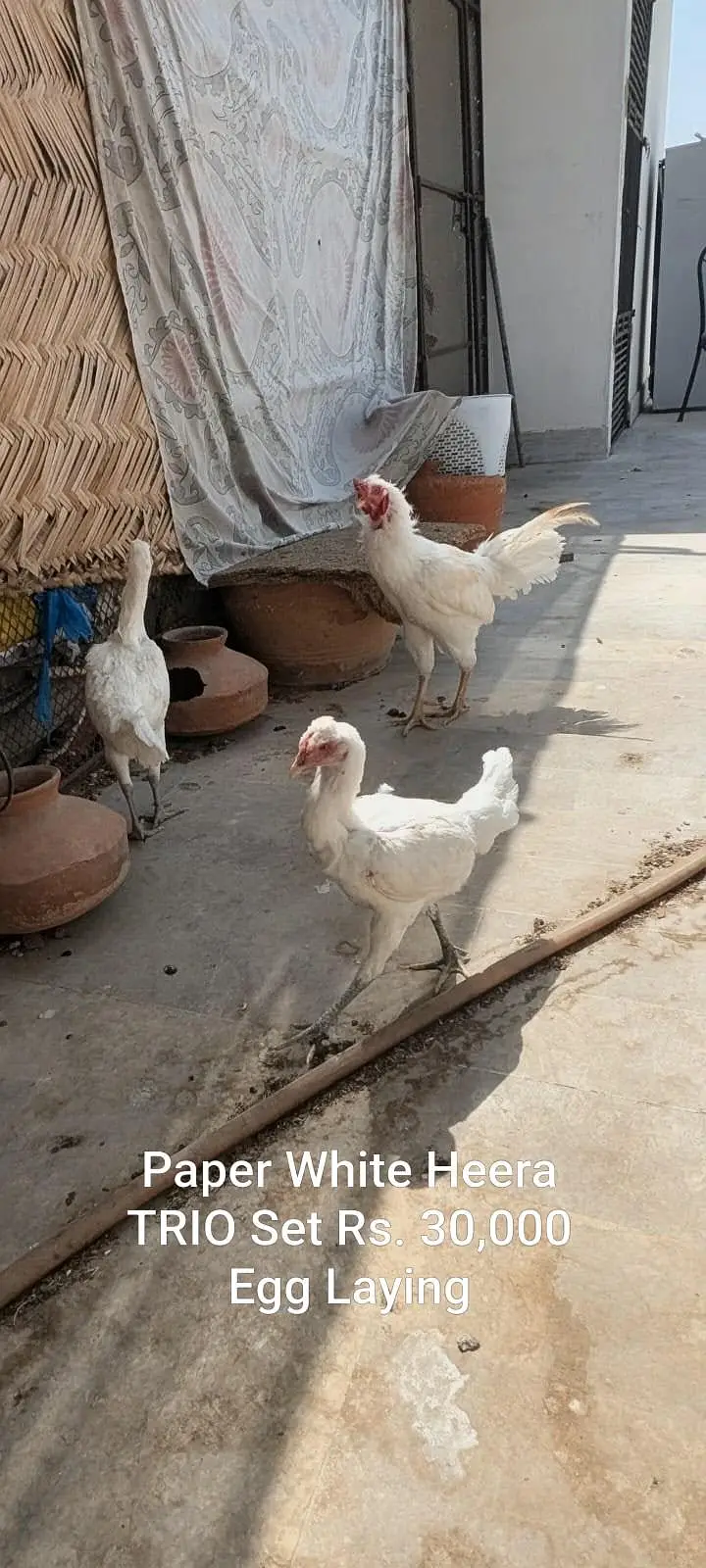German King Size Shamoo & Paper White Heera — photo 4