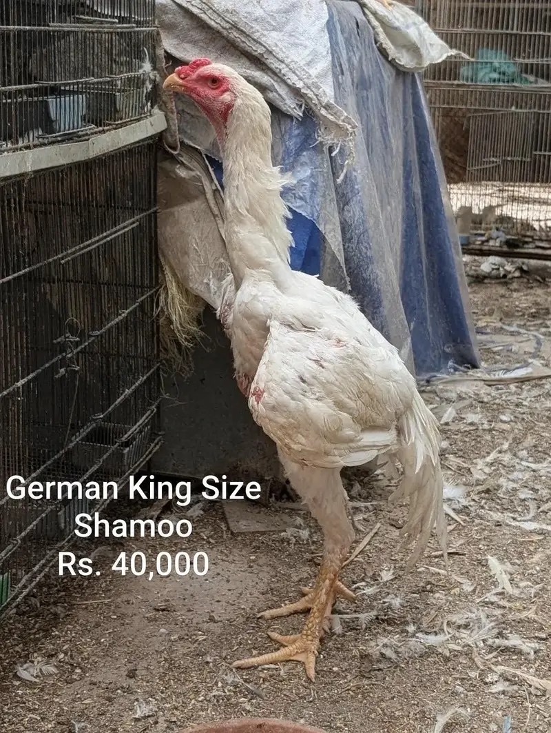 German King Size Shamoo & Paper White Heera — photo 7