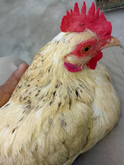 Golden Misri 9 females 1 Male Ghar ki Pali hoi 03166365373