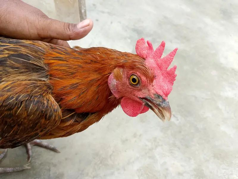 Golden Misri 9 females 1 Male Ghar ki Pali hoi 03166365373 — photo 3