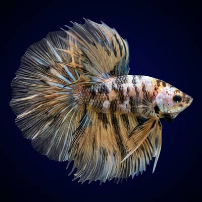 Freshwater Fishes | Home Delivery | Rs. 400-50,000 worth Fishes