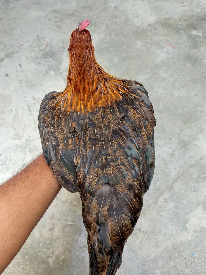 Golden Misri 9 females 1 Male Ghar ki Pali hoi 03166365373 — photo 5