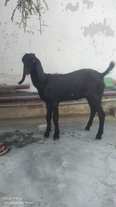 Pure black beetle white Eye min age 3 month active