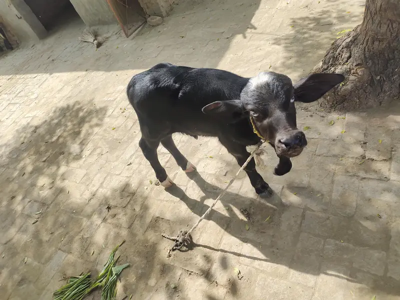 بھینس تازی سوئی ہے 12کلو دودھ — photo 3