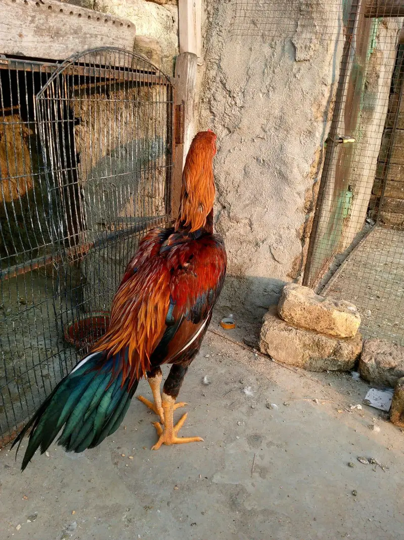 aseel Murga — photo 4