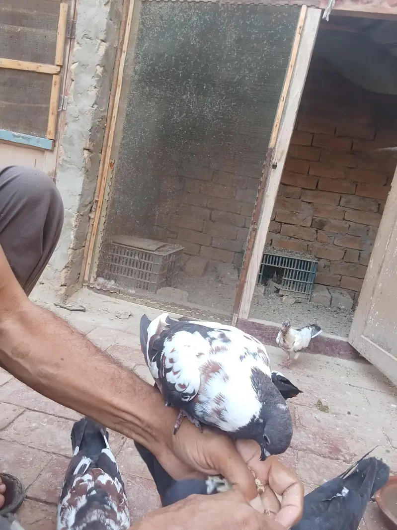 لال پشاوری اور کالی آ نکھ والے پشاوری کبوتر — photo 4