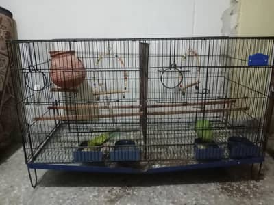Budguies pair with eggs and cages