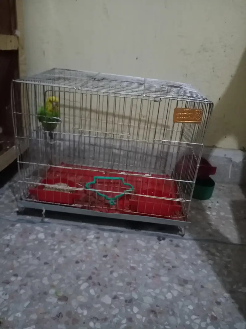 Budguies pair with eggs and cages — photo 2