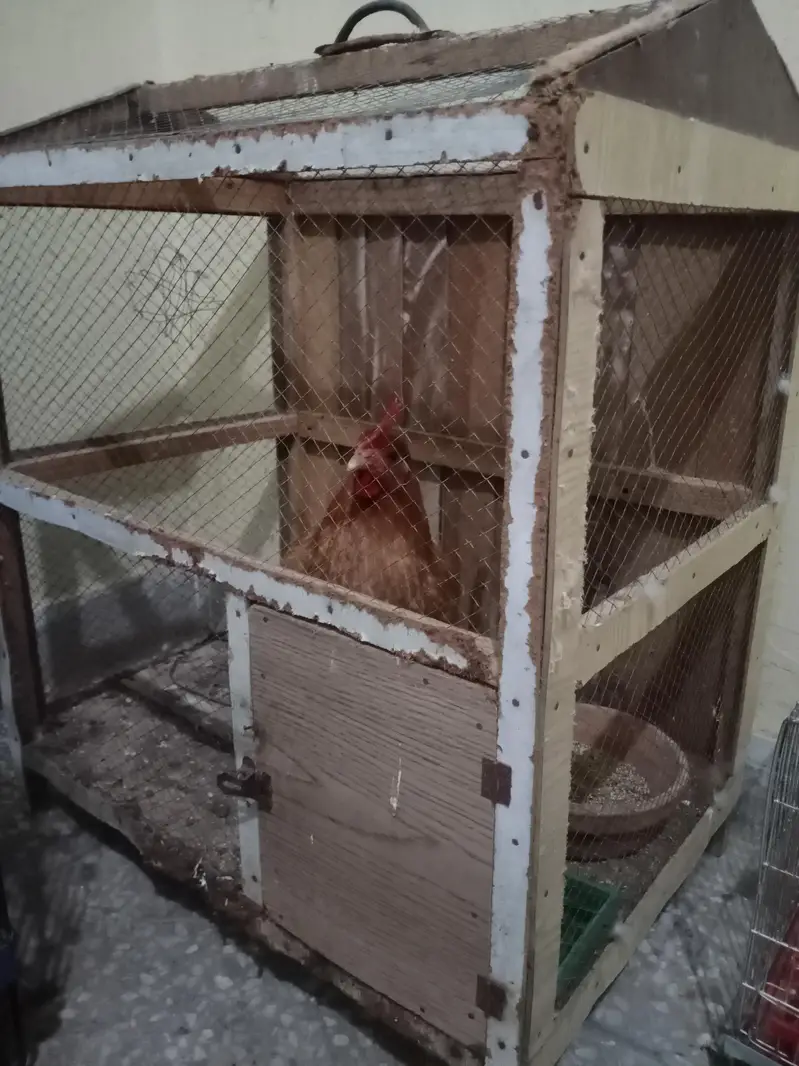 Budguies pair with eggs and cages — photo 3