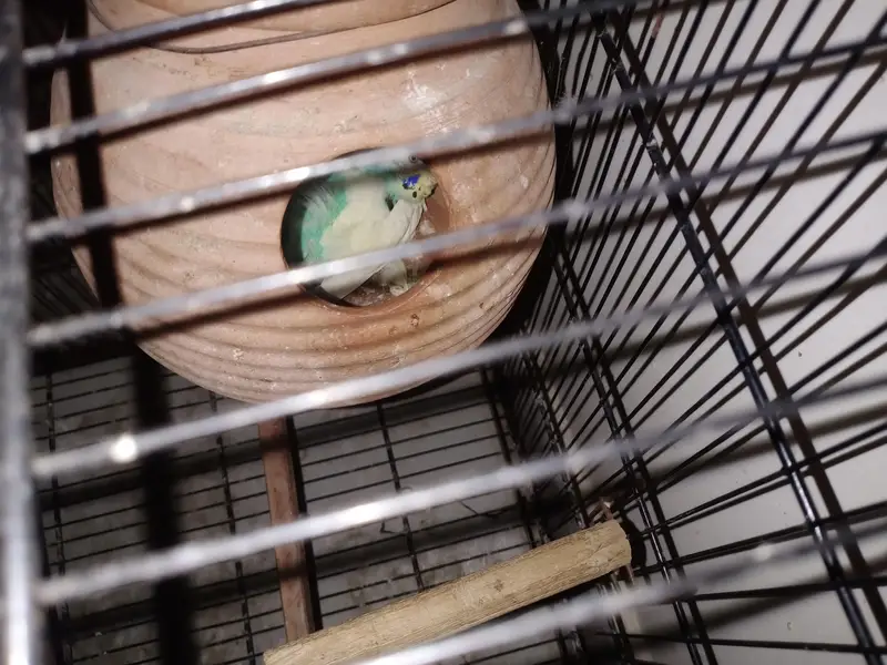 Budguies pair with eggs and cages — photo 4