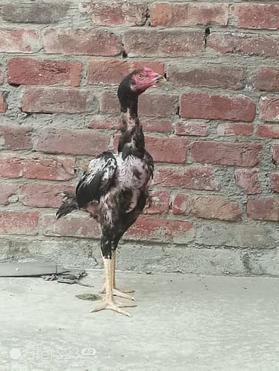 Shamo Male Female Heera female Mianwali Female chikes 03244632917