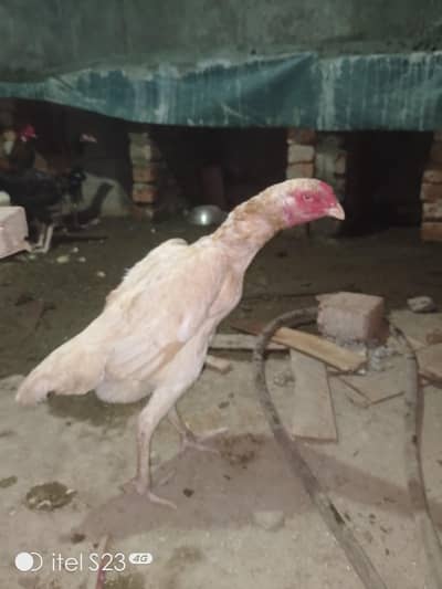 Shamo Male Female Heera female Mianwali Female chikes 03244632917