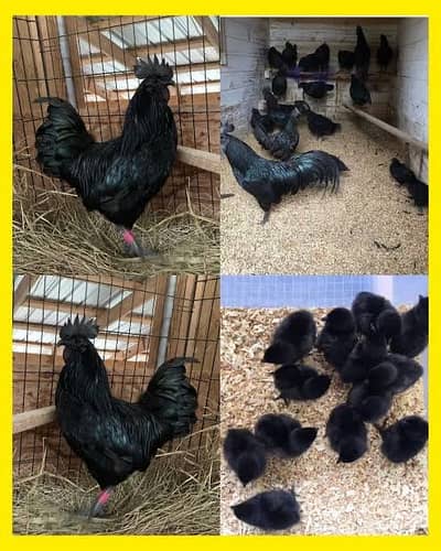 Ayaam cemani chiks and hen