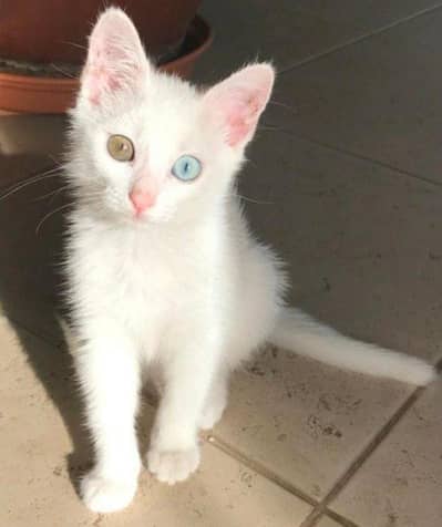 kitten for sale