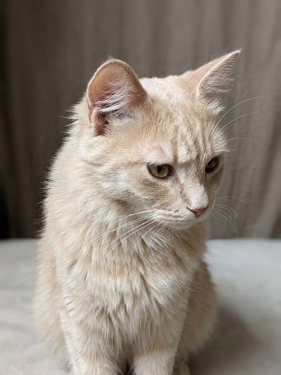cat persian colour golden