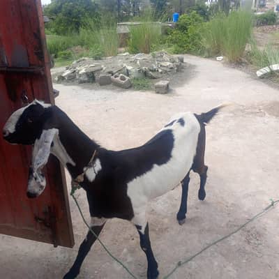 “Female Beetal Cross Goat – Adult, Previously Bred, Recently Mated”