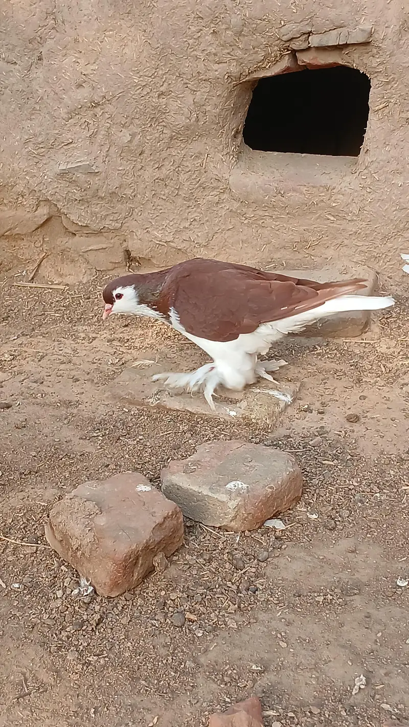 German sherazi male available — photo 2