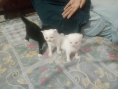 kittens parsian tripal code