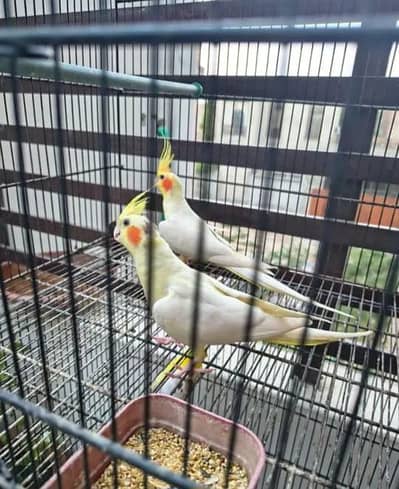 coctails parrots