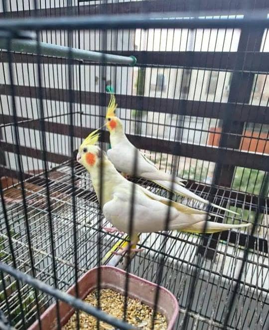coctails parrots 0