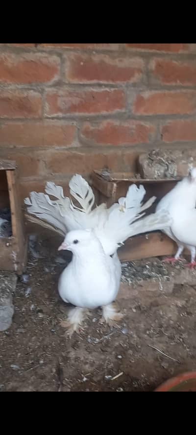 Breeder pair