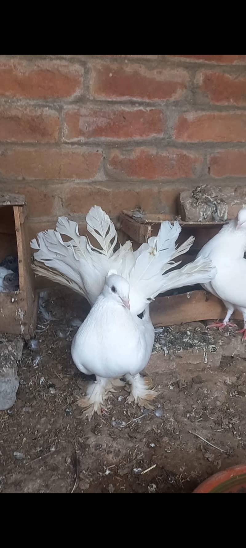 Breeder pair 1