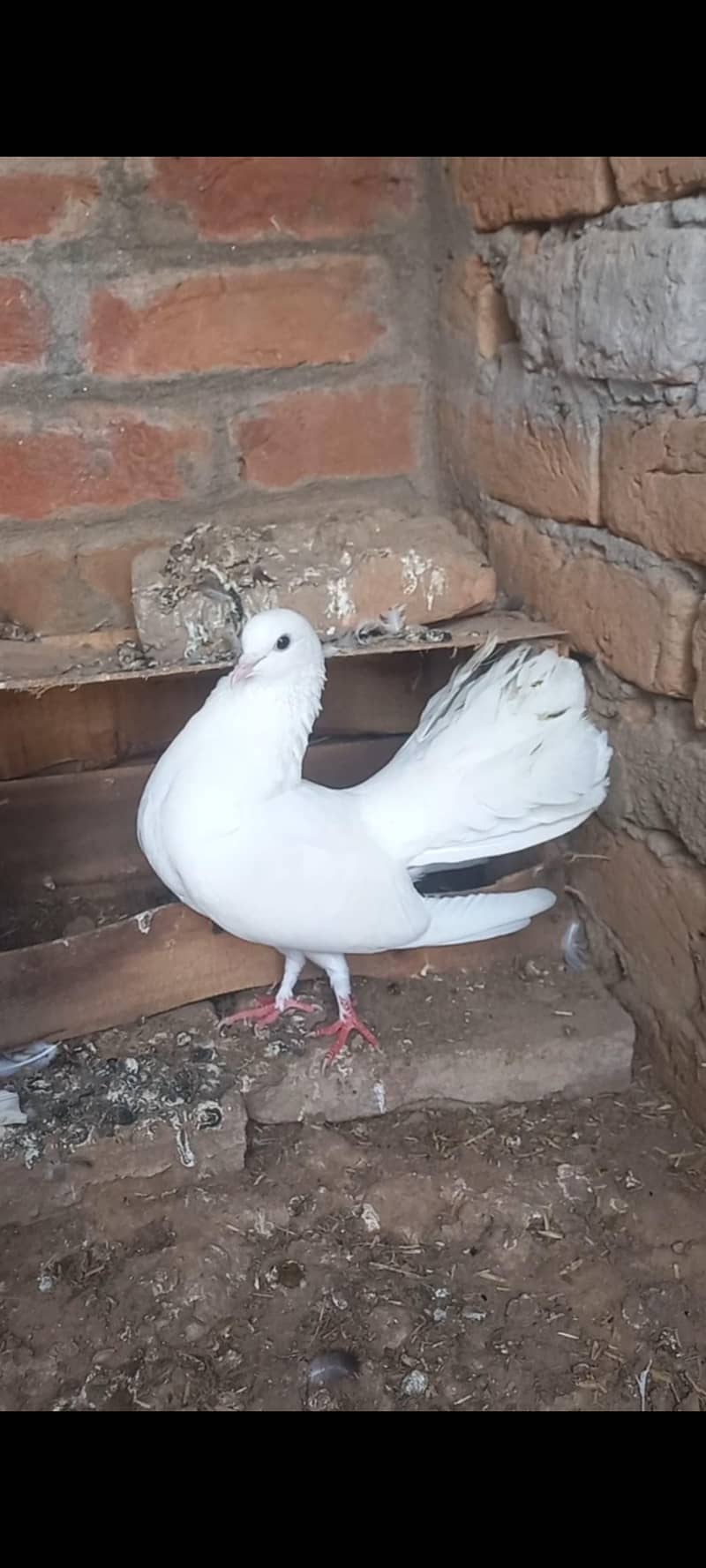 Breeder pair 2