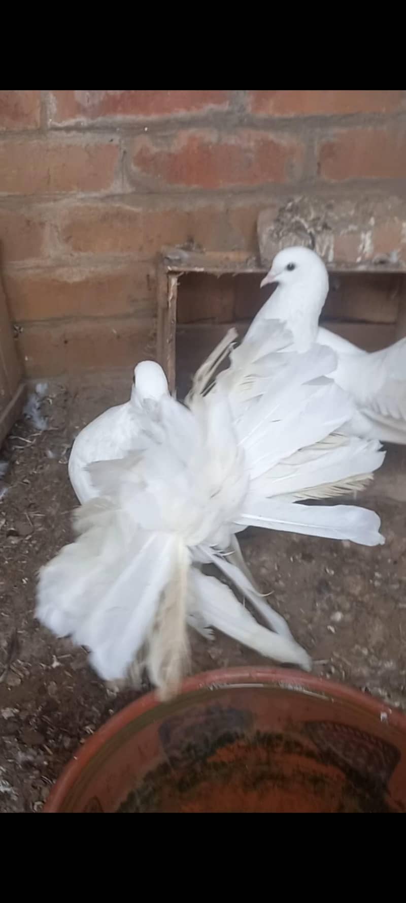 Breeder pair 3