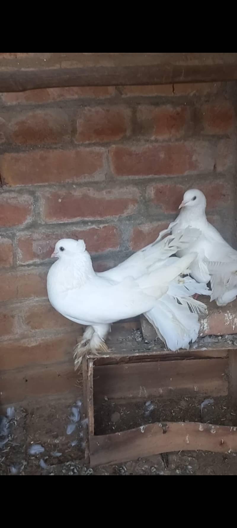 Breeder pair 4