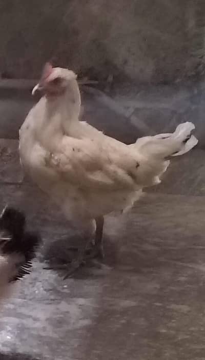 desi Misri White hen