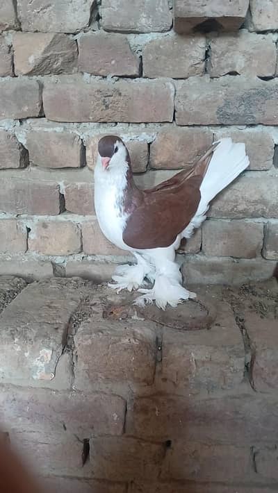 German sherazi breeder huge size male