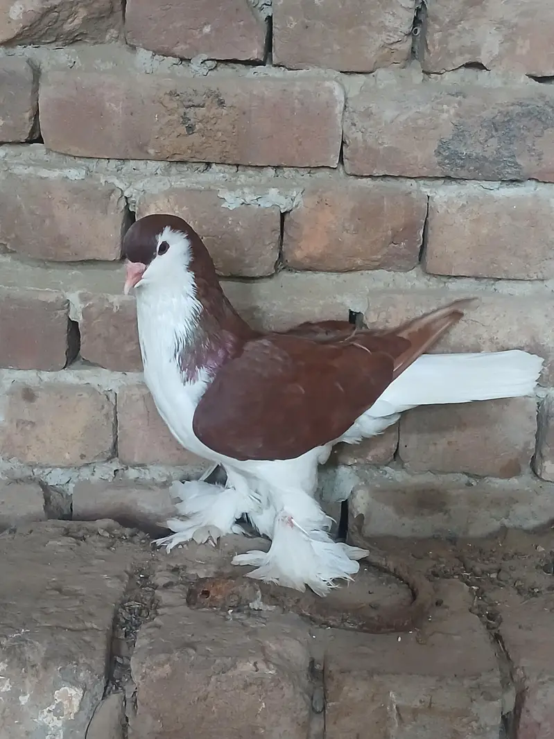 German sherazi breeder huge size male — photo 6