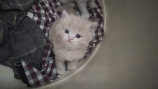 White or broun person kitten blue or Golden eyes  available l