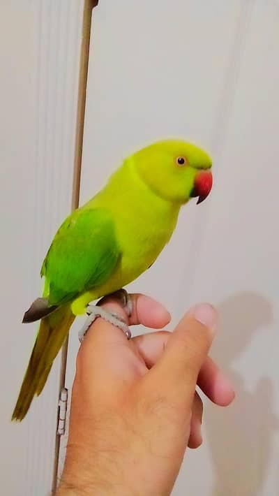 03435131048 Handtame Green parrot for sale