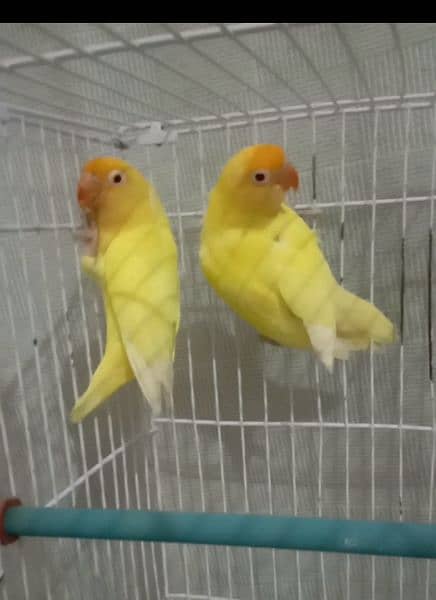 breeder pair 0