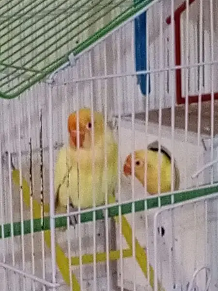 breeder pair — photo 2